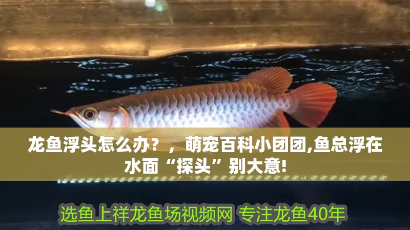 龍魚浮頭怎么辦？，萌寵百科小團團,魚總浮在水面“探頭”別大意!