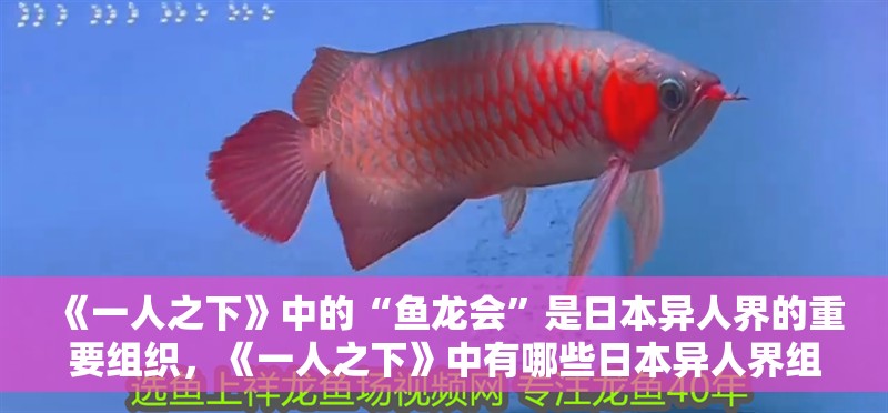 《一人之下》中的“魚龍會(huì)”是日本異人界的重要組織，《一人之下》中有哪些日本異人界組織？