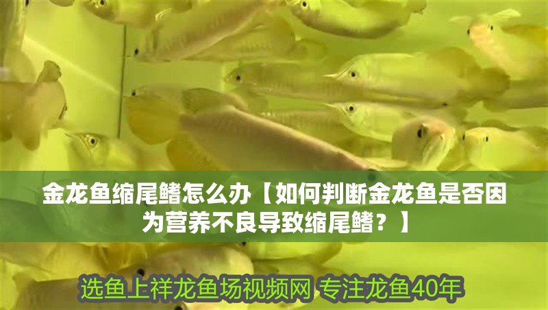 金龍魚縮尾鰭怎么辦【如何判斷金龍魚是否因為營養不良導致縮尾鰭？】
