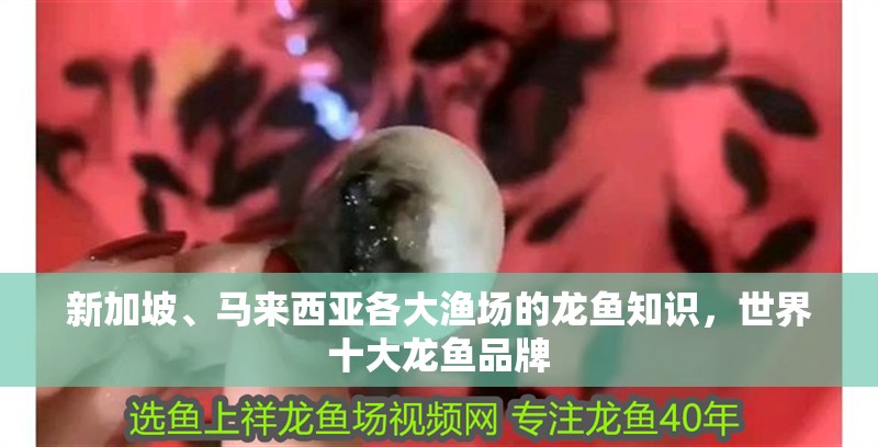 新加坡、馬來西亞各大漁場的龍魚知識，世界十大龍魚品牌