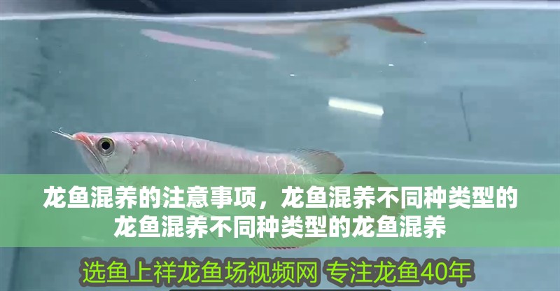 龍魚混養的注意事項，龍魚混養不同種類型的龍魚混養不同種類型的龍魚混養