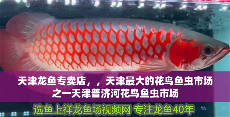 天津龍魚(yú)專賣(mài)店，，天津最大的花鳥(niǎo)魚(yú)蟲(chóng)市場(chǎng)之一天津普濟(jì)河花鳥(niǎo)魚(yú)蟲(chóng)市場(chǎng)
