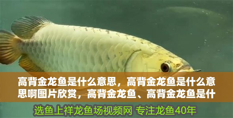 高背金龍魚是什么意思，高背金龍魚是什么意思啊圖片欣賞，高背金龍魚、高背金龍魚是什么意思