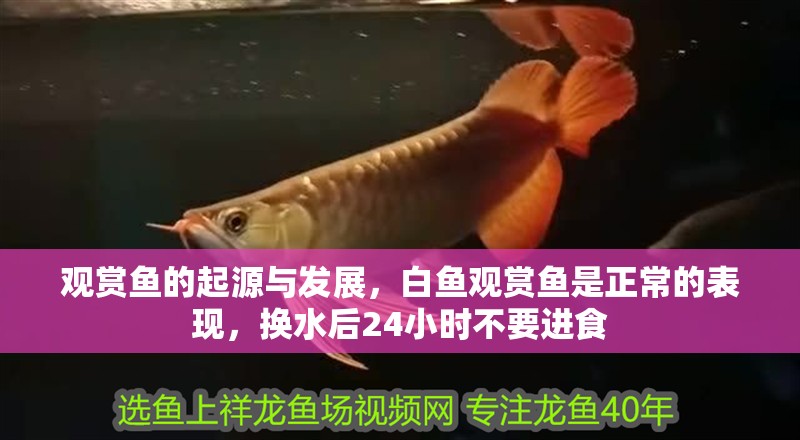 觀賞魚的起源與發展，白魚觀賞魚是正常的表現，換水后24小時不要進食