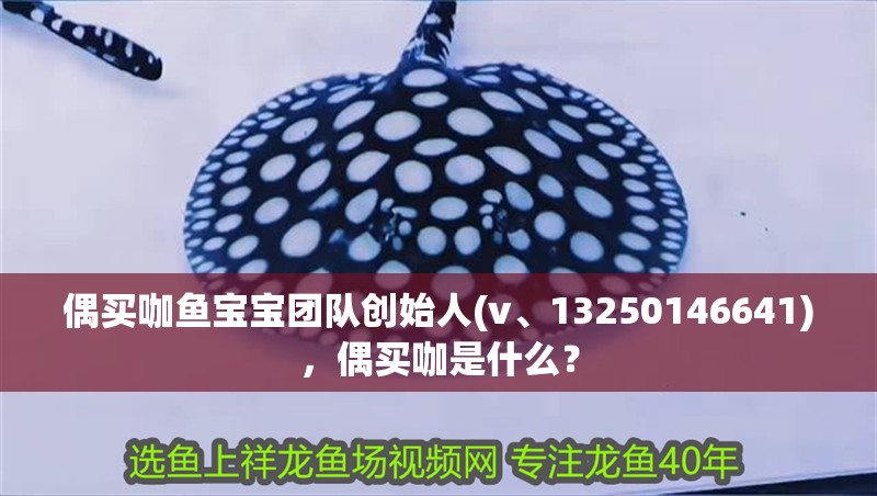 偶買咖魚寶寶團(tuán)隊創(chuàng)始人(v、13250146641)，偶買咖是什么？