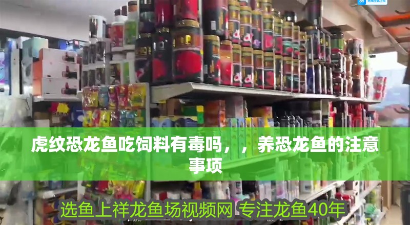 虎紋恐龍魚吃飼料有毒嗎，，養恐龍魚的注意事項