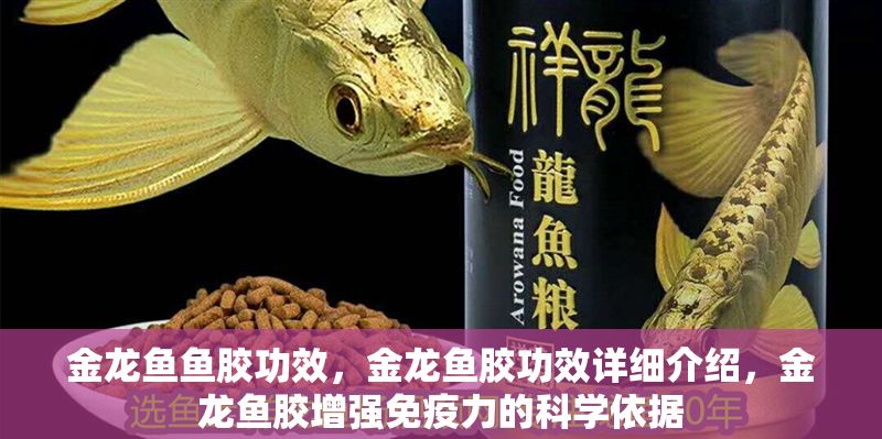 金龍魚魚膠功效，金龍魚膠功效詳細介紹，金龍魚膠增強免疫力的科學依據