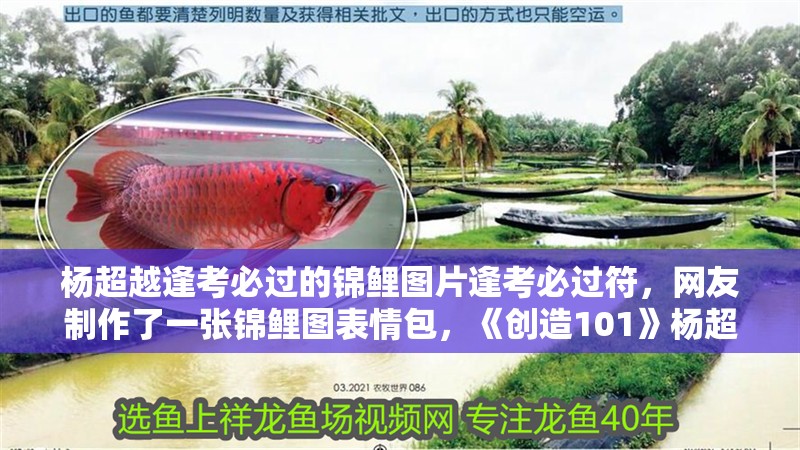 楊超越逢考必過的錦鯉圖片逢考必過符，網友制作了一張錦鯉圖表情包，《創造101》楊超越逢考必過的錦鯉圖片