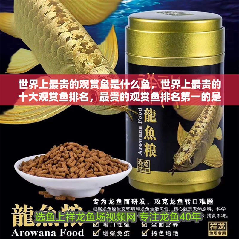 世界上最貴的觀賞魚是什么魚，世界上最貴的十大觀賞魚排名，最貴的觀賞魚排名第一的是白金龍魚