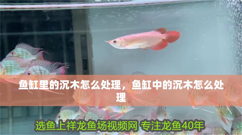 魚缸里的沉木怎么處理，魚缸中的沉木怎么處理