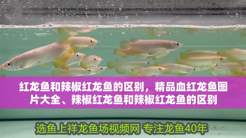 紅龍魚和辣椒紅龍魚的區別，精品血紅龍魚圖片大全、辣椒紅龍魚和辣椒紅龍魚的區別 紅龍魚和辣椒紅龍魚的區別，精品血紅龍魚圖片大全、辣椒紅龍魚和辣椒紅龍魚的區別 觀賞魚百科 第2張