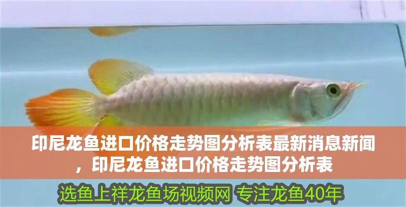 印尼龍魚進口價格走勢圖分析表最新消息新聞，印尼龍魚進口價格走勢圖分析表