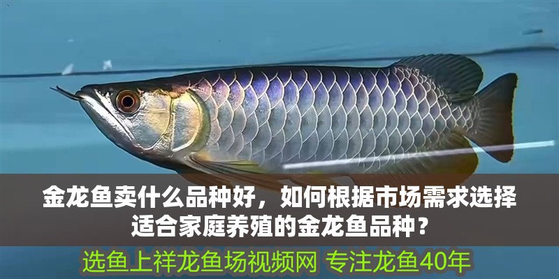 金龍魚賣什么品種好，如何根據市場需求選擇適合家庭養殖的金龍魚品種？