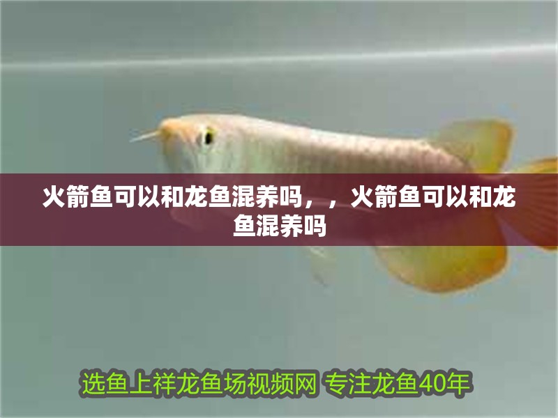 火箭魚可以和龍魚混養嗎，，火箭魚可以和龍魚混養嗎