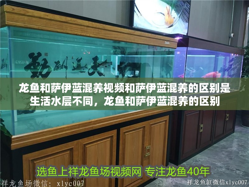 龍魚和薩伊藍混養視頻和薩伊藍混養的區別是生活水層不同，龍魚和薩伊藍混養的區別