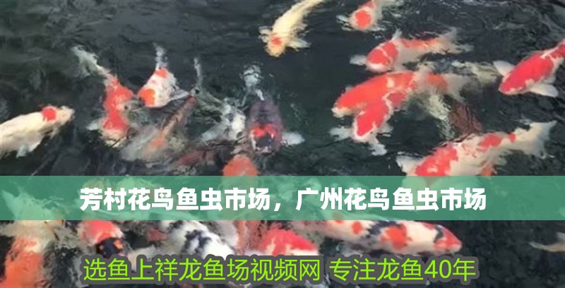 芳村花鳥魚蟲市場，廣州花鳥魚蟲市場