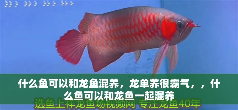 什么魚(yú)可以和龍魚(yú)混養(yǎng)，龍單養(yǎng)很霸氣，，什么魚(yú)可以和龍魚(yú)一起混養(yǎng)
