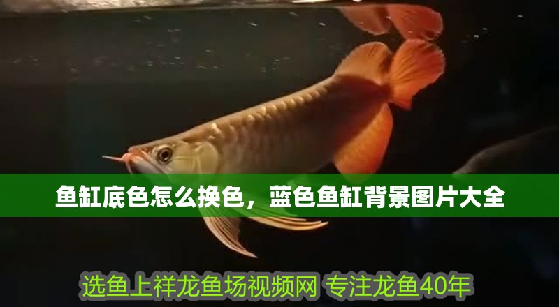 魚缸底色怎么換色，藍色魚缸背景圖片大全