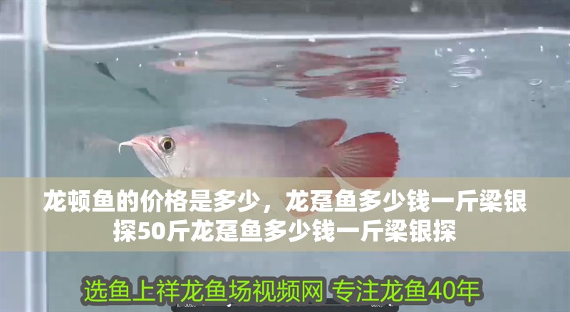龍頓魚(yú)的價(jià)格是多少，龍躉魚(yú)多少錢一斤梁銀探50斤龍躉魚(yú)多少錢一斤梁銀探
