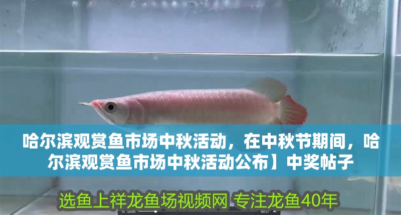 哈爾濱觀賞魚市場中秋活動，在中秋節期間，哈爾濱觀賞魚市場中秋活動公布】中獎帖子