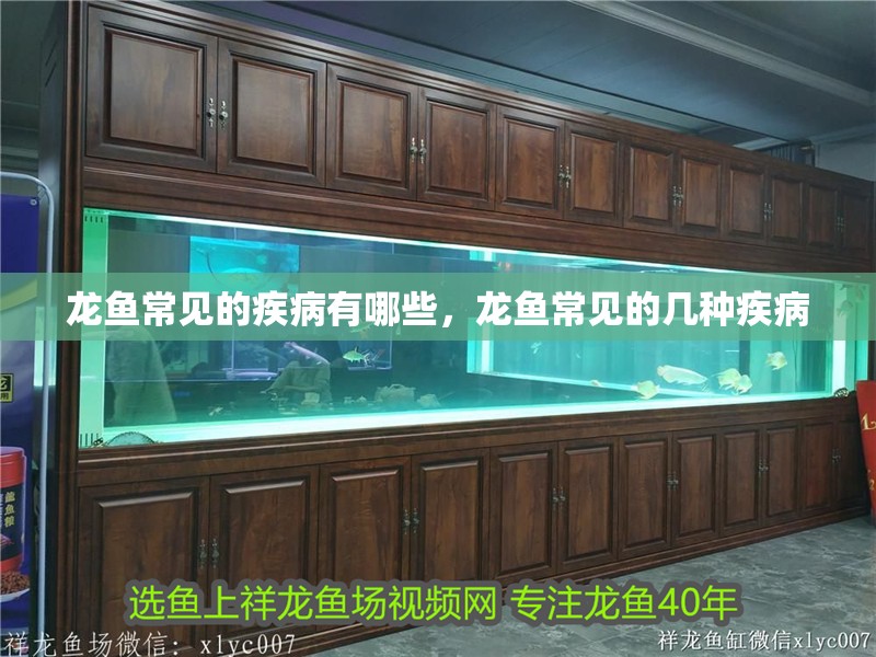 龍魚常見的疾病有哪些，龍魚常見的幾種疾病 龍魚常見的疾病有哪些，龍魚常見的幾種疾病 觀賞魚百科 第2張