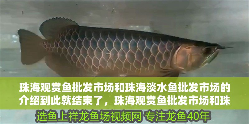珠海觀賞魚批發(fā)市場和珠海淡水魚批發(fā)市場的介紹到此就結束了，珠海觀賞魚批發(fā)市場和珠海淡水魚批發(fā)市場 珠海觀賞魚批發(fā)市場和珠海淡水魚批發(fā)市場的介紹到此就結束了，珠海觀賞魚批發(fā)市場和珠海淡水魚批發(fā)市場 觀賞魚百科 第2張