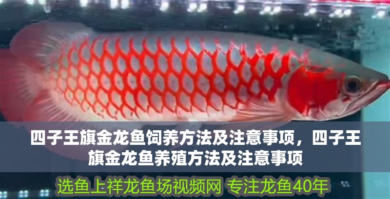 四子王旗金龍魚飼養方法及注意事項，四子王旗金龍魚養殖方法及注意事項