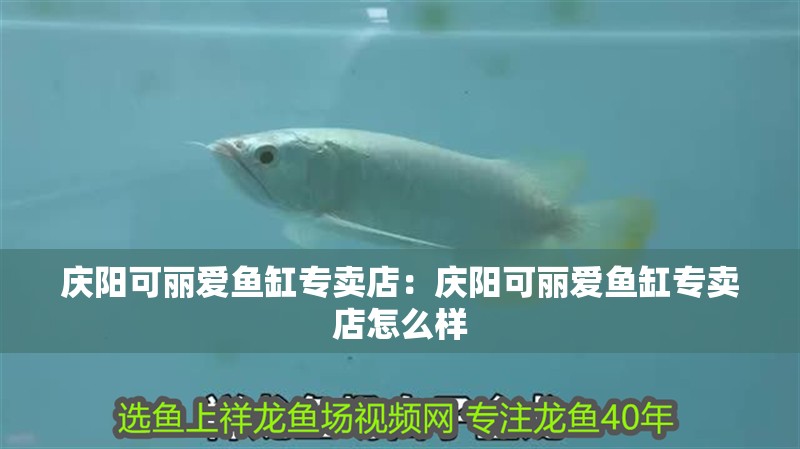 慶陽可麗愛魚缸專賣店：慶陽可麗愛魚缸專賣店怎么樣