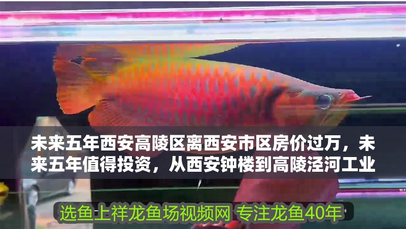 未來五年西安高陵區(qū)離西安市區(qū)房價過萬，未來五年值得投資，從西安鐘樓到高陵涇河工業(yè)園的直線距離是20公里，在一個地方買房