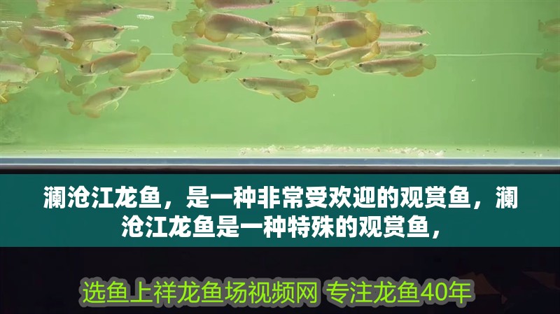 瀾滄江龍魚，是一種非常受歡迎的觀賞魚，瀾滄江龍魚是一種特殊的觀賞魚，