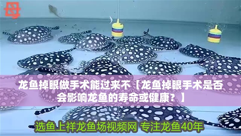 龍魚掉眼做手術能過來不【龍魚掉眼手術是否會影響龍魚的壽命或健康？】