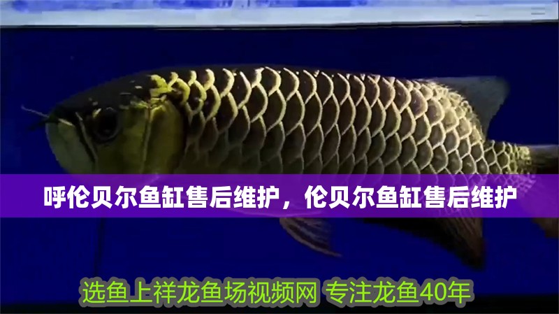 呼倫貝爾魚缸售后維護，倫貝爾魚缸售后維護