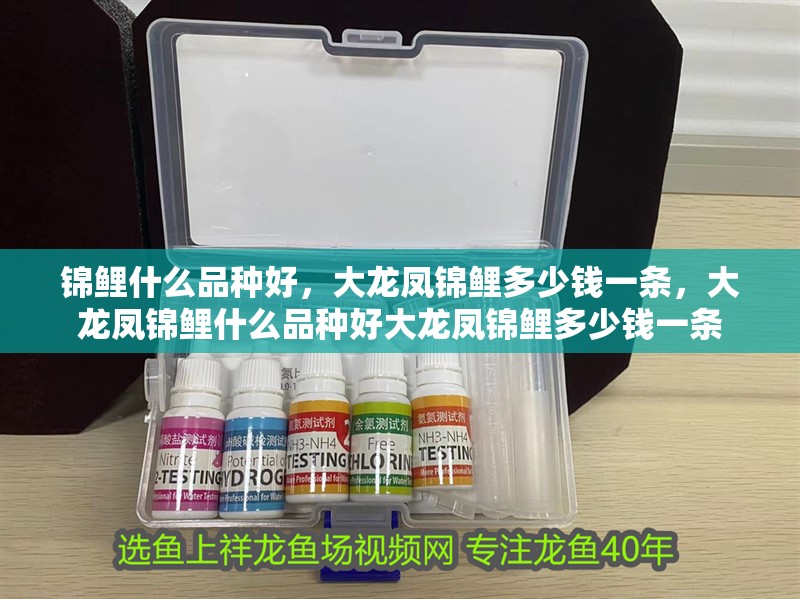 錦鯉什么品種好，大龍鳳錦鯉多少錢一條，大龍鳳錦鯉什么品種好大龍鳳錦鯉多少錢一條