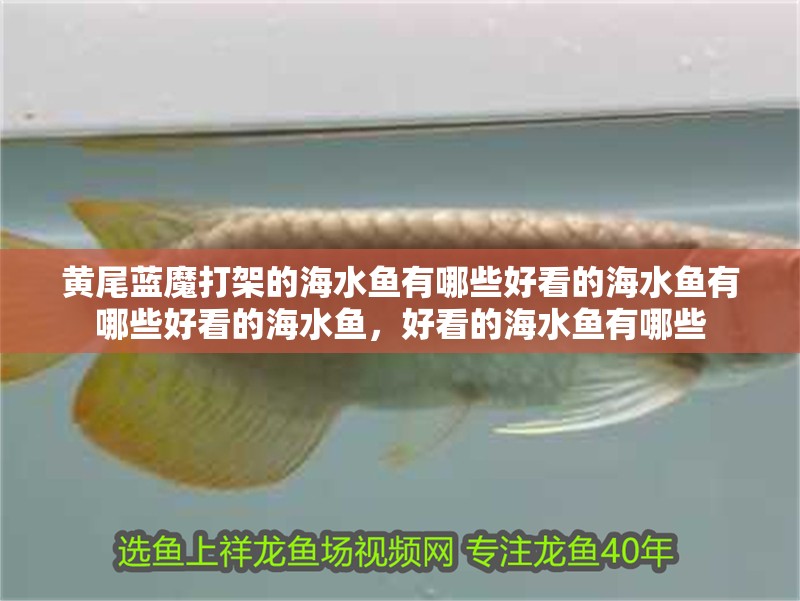 黃尾藍魔打架的海水魚有哪些好看的海水魚有哪些好看的海水魚，好看的海水魚有哪些