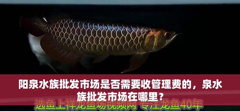陽泉水族批發市場是否需要收管理費的，泉水族批發市場在哪里？