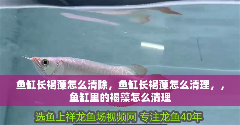 魚缸長褐藻怎么清除，魚缸長褐藻怎么清理，，魚缸里的褐藻怎么清理