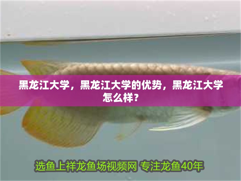 黑龍江大學，黑龍江大學的優(yōu)勢，黑龍江大學怎么樣？