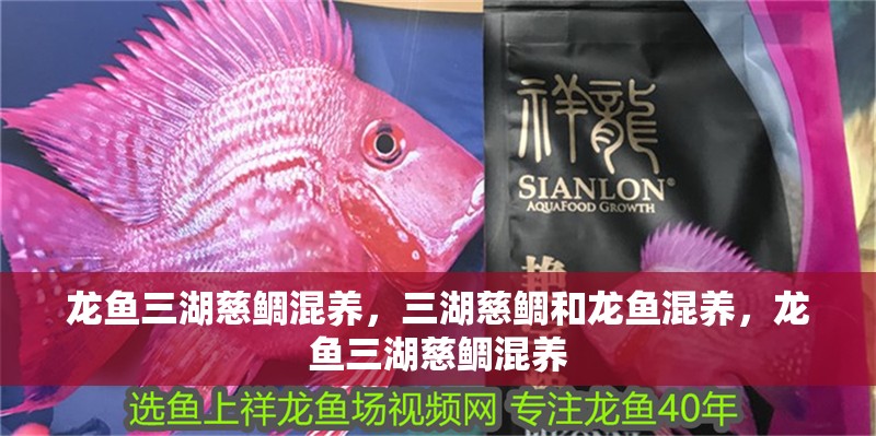 龍魚三湖慈鯛混養，三湖慈鯛和龍魚混養，龍魚三湖慈鯛混養