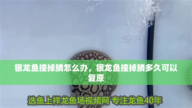 銀龍魚撞掉鱗怎么辦，銀龍魚撞掉鱗多久可以復原