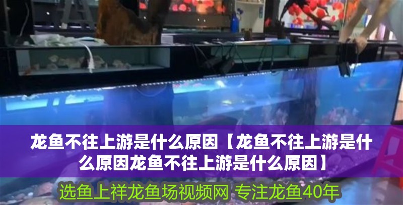 龍魚不往上游是什么原因【龍魚不往上游是什么原因龍魚不往上游是什么原因】