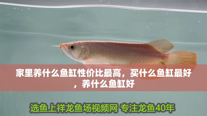家里養什么魚缸性價比最高，買什么魚缸最好，養什么魚缸好