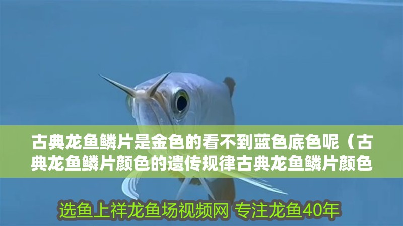 古典龍魚鱗片是金色的看不到藍色底色呢（古典龍魚鱗片顏色的遺傳規律古典龍魚鱗片顏色的影響） 古典龍魚鱗片是金色的看不到藍色底色呢（古典龍魚鱗片顏色的遺傳規律古典龍魚鱗片顏色的影響） 觀賞魚百科