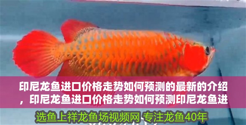 印尼龍魚(yú)進(jìn)口價(jià)格走勢(shì)如何預(yù)測(cè)的最新的介紹，印尼龍魚(yú)進(jìn)口價(jià)格走勢(shì)如何預(yù)測(cè)印尼龍魚(yú)進(jìn)口價(jià)格走勢(shì)