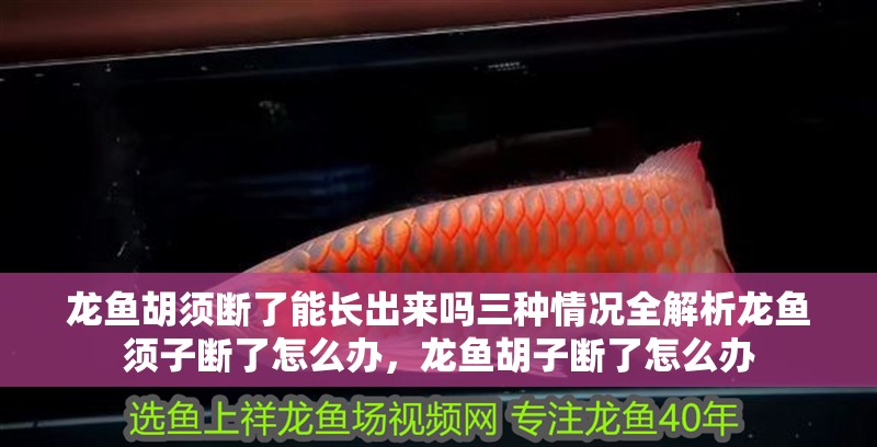 龍魚胡須斷了能長出來嗎三種情況全解析龍魚須子斷了怎么辦，龍魚胡子斷了怎么辦 龍魚胡須斷了能長出來嗎三種情況全解析龍魚須子斷了怎么辦，龍魚胡子斷了怎么辦 觀賞魚百科 第5張