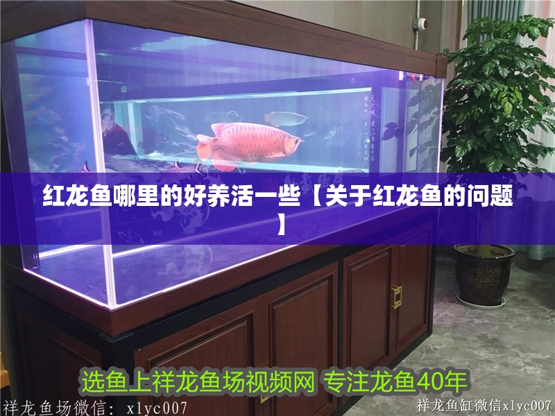 紅龍魚哪里的好養活一些【關于紅龍魚的問題】