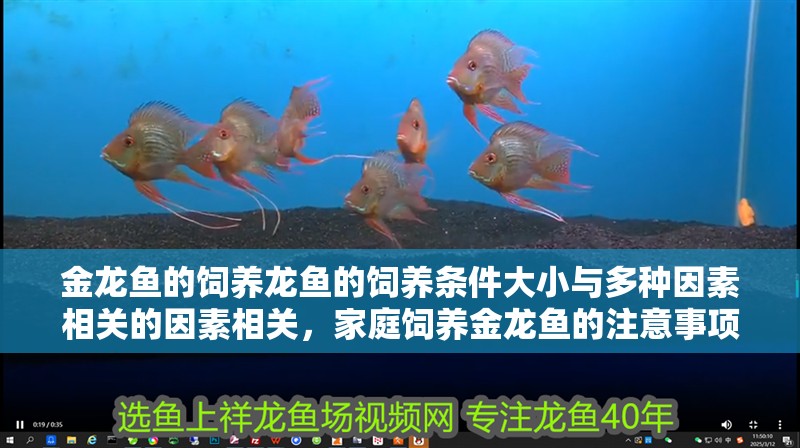 金龍魚的飼養龍魚的飼養條件大小與多種因素相關的因素相關，家庭飼養金龍魚的注意事項