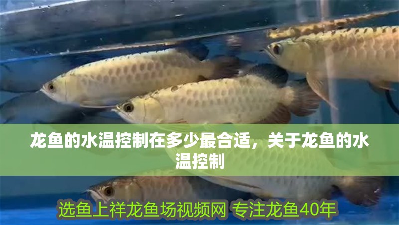 龍魚的水溫控制在多少最合適，關于龍魚的水溫控制