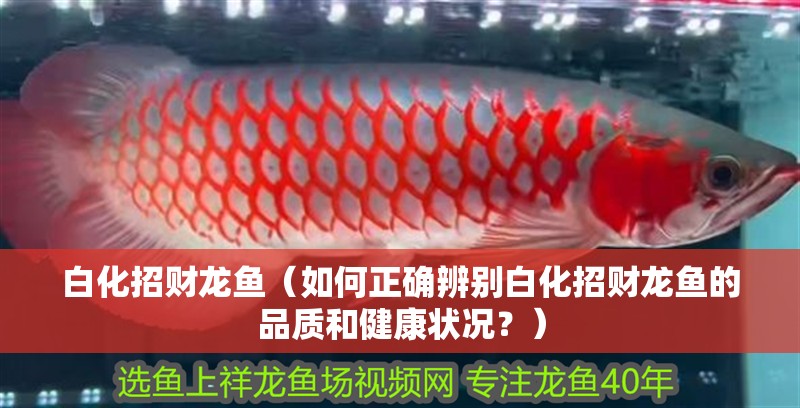 白化招財龍魚（如何正確辨別白化招財龍魚的品質和健康狀況？）