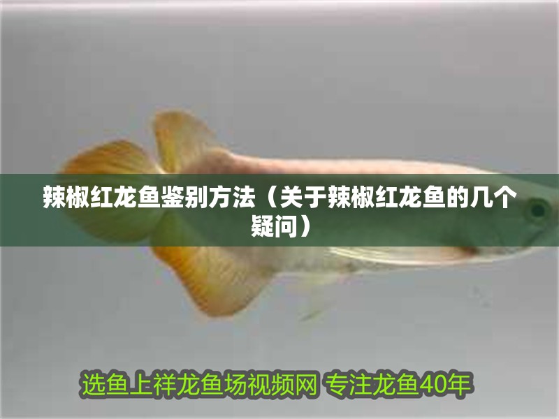 辣椒紅龍魚鑒別方法（關于辣椒紅龍魚的幾個疑問）