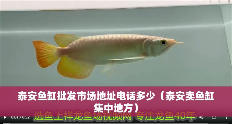 泰安魚缸批發市場地址電話多少（泰安賣魚缸集中地方）